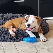 Bounty a rejoint le concours — aidez-le/la à gagner de superbes lots ! animal, blue_toy, brown_and_white, canine, cute, dog, floor, fur, happy, indoor, paw, pet_bed, puppy, relaxed, resting, smiling, tongue_out, toy, wooden_floor, young_dog