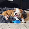animal, blue_toy, brown_and_white, canine, cute, dog, floor, fur, happy, indoor, paw, pet_bed, puppy, relaxed, resting, smiling, tongue_out, toy, wooden_floor, young_dog
