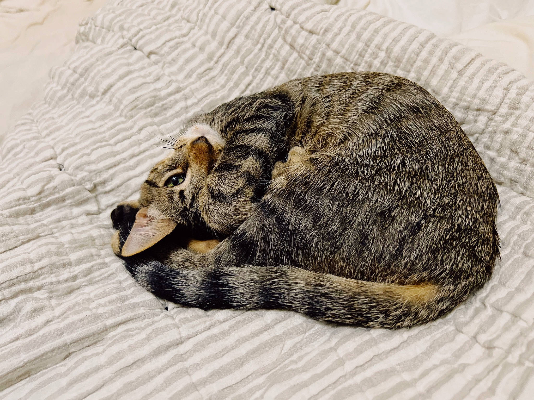 Archer is registered to the contest to win money with this photo: art, carnivore, claw, felidae, fur, lower_keys_marsh_rabbit, parasite, paw, small_to_medium_sized_cats, snout, tail, terrestrial_animal, whiskers, wildlife