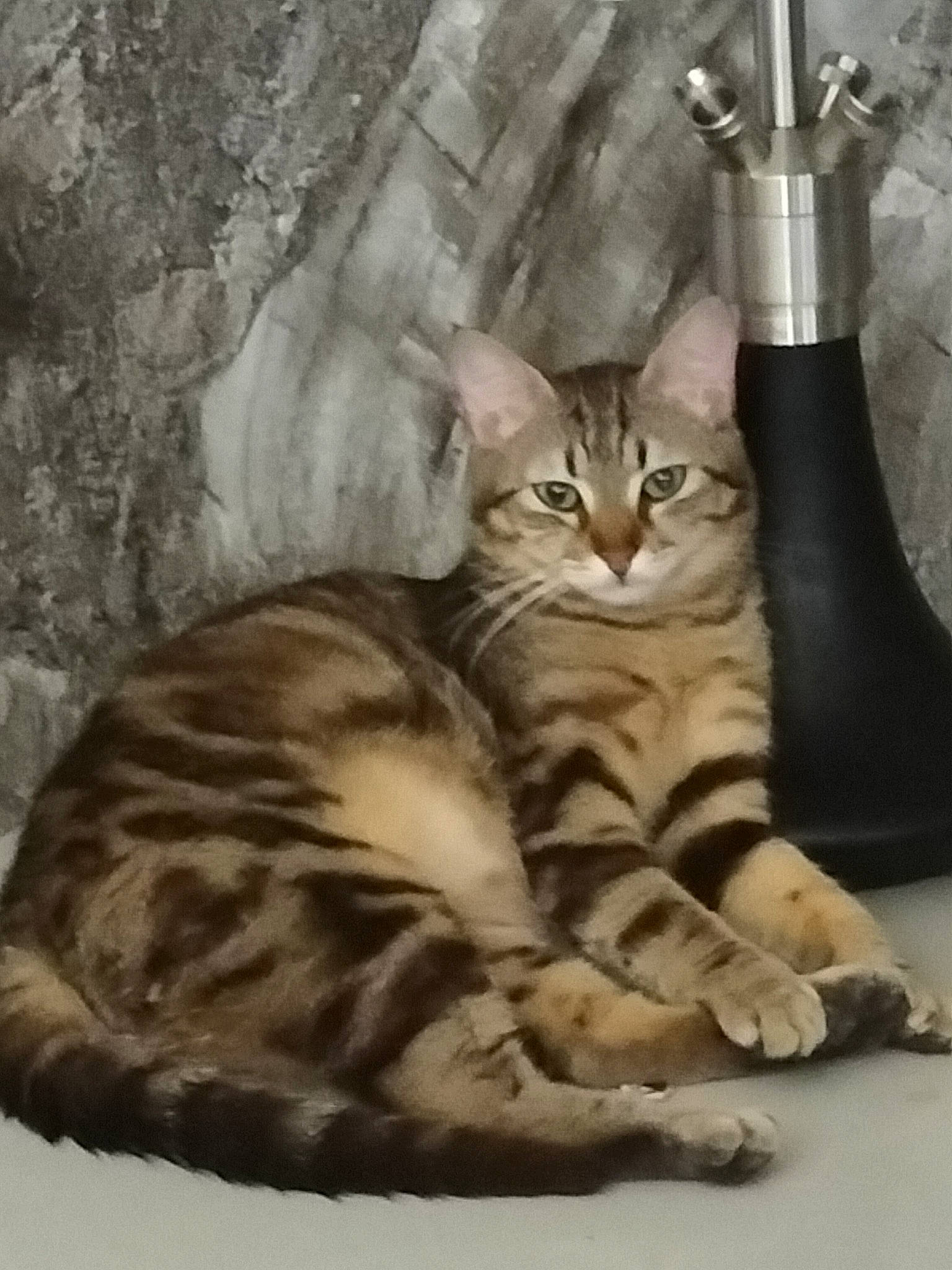 Canaille a rejoint le concours — aidez-le/la à gagner de superbes lots ! carnivore, cat, cat_supply, claw, comfort, domestic_short_haired_cat, fawn, felidae, fur, paw, small_to_medium_sized_cats, snout, tail, terrestrial_animal, whiskers, wildlife, wood