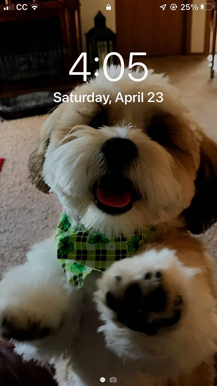 Chewy is registered to the contest to win money with this photo: canidae, carnivore, collar, companion_dog, dog, dog_breed, dog_collar, dog_supply, flooring, fur, liver, mal_shi, shih_poo, shih_tzu, small_terrier, snout, sporting_group, terrier, toy_dog, working_animal