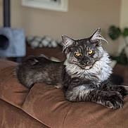 Aria a rejoint le concours — aidez-le/la à gagner de superbes lots ! amber_eyes, animal, brown_couch, cat, couch, cozy, domestic, ears, feline, fluffy, fur, home, indoor, living_room, pet, portrait, relaxed, resting, soft_light, whiskers