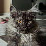 Aria a rejoint le concours — aidez-le/la à gagner de superbes lots ! animal, cat, close_up, cute, domestic, ears, feline, fluffy, focused, fur, golden_eyes, gray, indoor, mammal, pet, portrait, relaxed, sitting, soft_light, whiskers