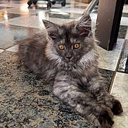 Aria participe au concours pour gagner de l'argent avec cette photo : animal, cat, couch, curious, cute, ears, floor, furniture, golden_eyes, gray_fur, indoor, kitten, laying_down, living_room, pet, plant, relaxed, stool, tile, whiskers