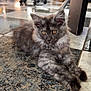 animal, cat, couch, curious, cute, ears, floor, furniture, golden_eyes, gray_fur, indoor, kitten, laying_down, living_room, pet, plant, relaxed, stool, tile, whiskers