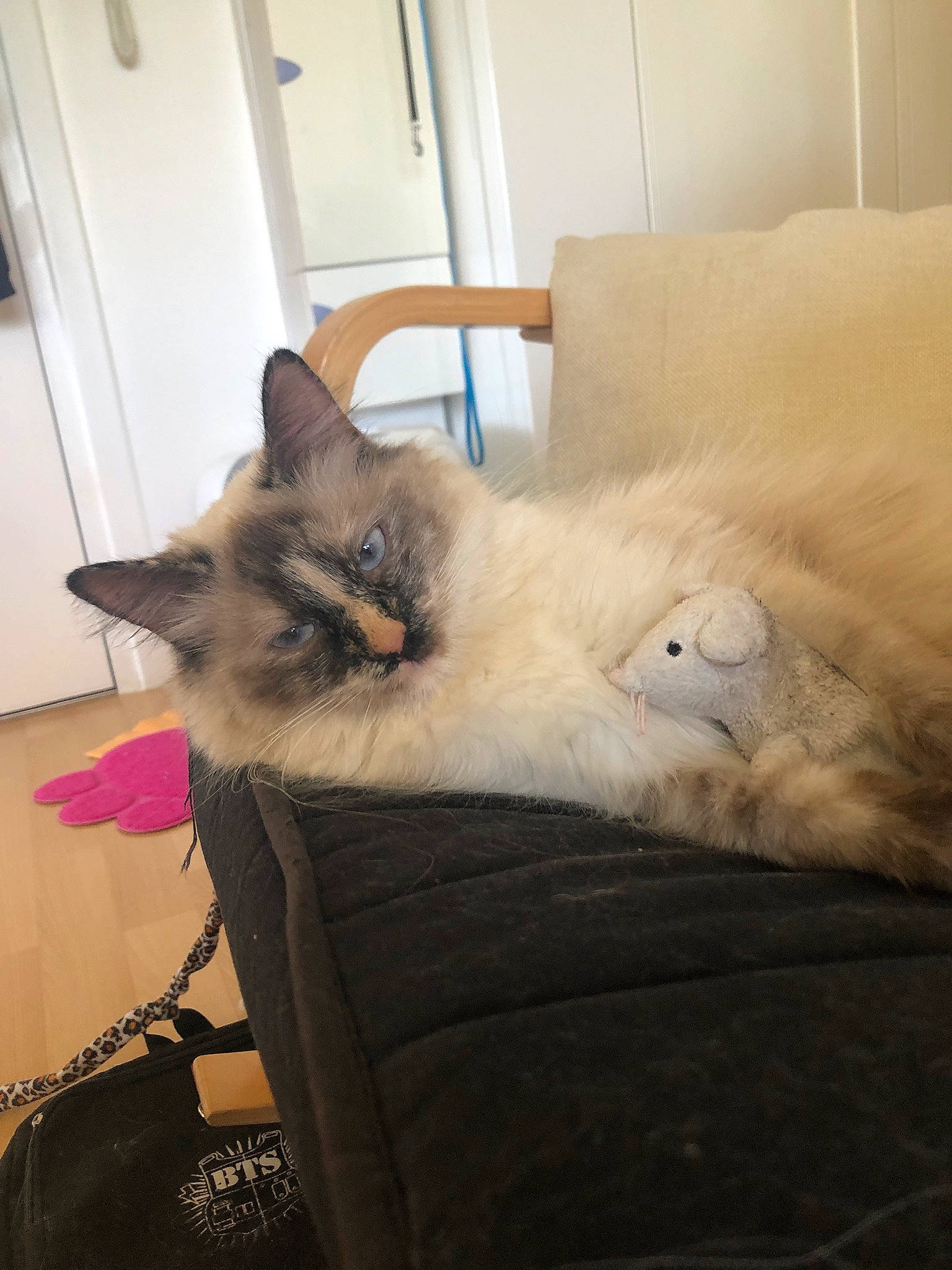 Maurice a rejoint le concours — aidez-le/la à gagner de superbes lots ! balinese, bed, birman, canidae, carnivore, cat, chair, comfort, couch, door, fawn, felidae, grey, siamese, small_to_medium_sized_cats, snout, tail, thai, whiskers, window