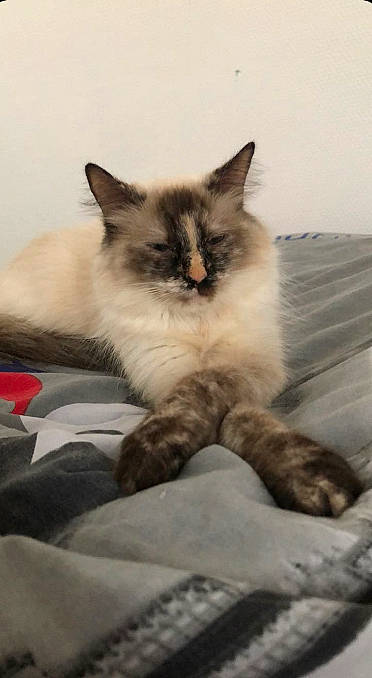 Maurice a rejoint le concours — aidez-le/la à gagner de superbes lots ! carnivore, cat, claw, comfort, fawn, felidae, fur, grey, paw, sitting, small_to_medium_sized_cats, snout, whiskers