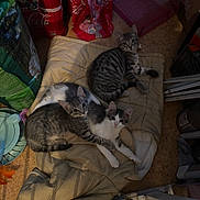 Panther Mustang a rejoint le concours — aidez-le/la à gagner de superbes lots ! cat, kitten, blanket, indoor, floor, gray_tabby, white_cat, pet, animal, resting, looking_up, clutter, bags, household_items, curious, feline, cozy, small, cute, companion