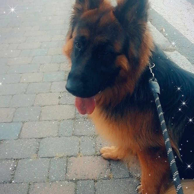 Maya