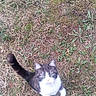 animal, cat, curious, daylight, feline, fur, grass, green_eyes, ground, leaf, looking_up, mammal, nature, outdoor, pet, plant, shoe, tail, walking, whiskers