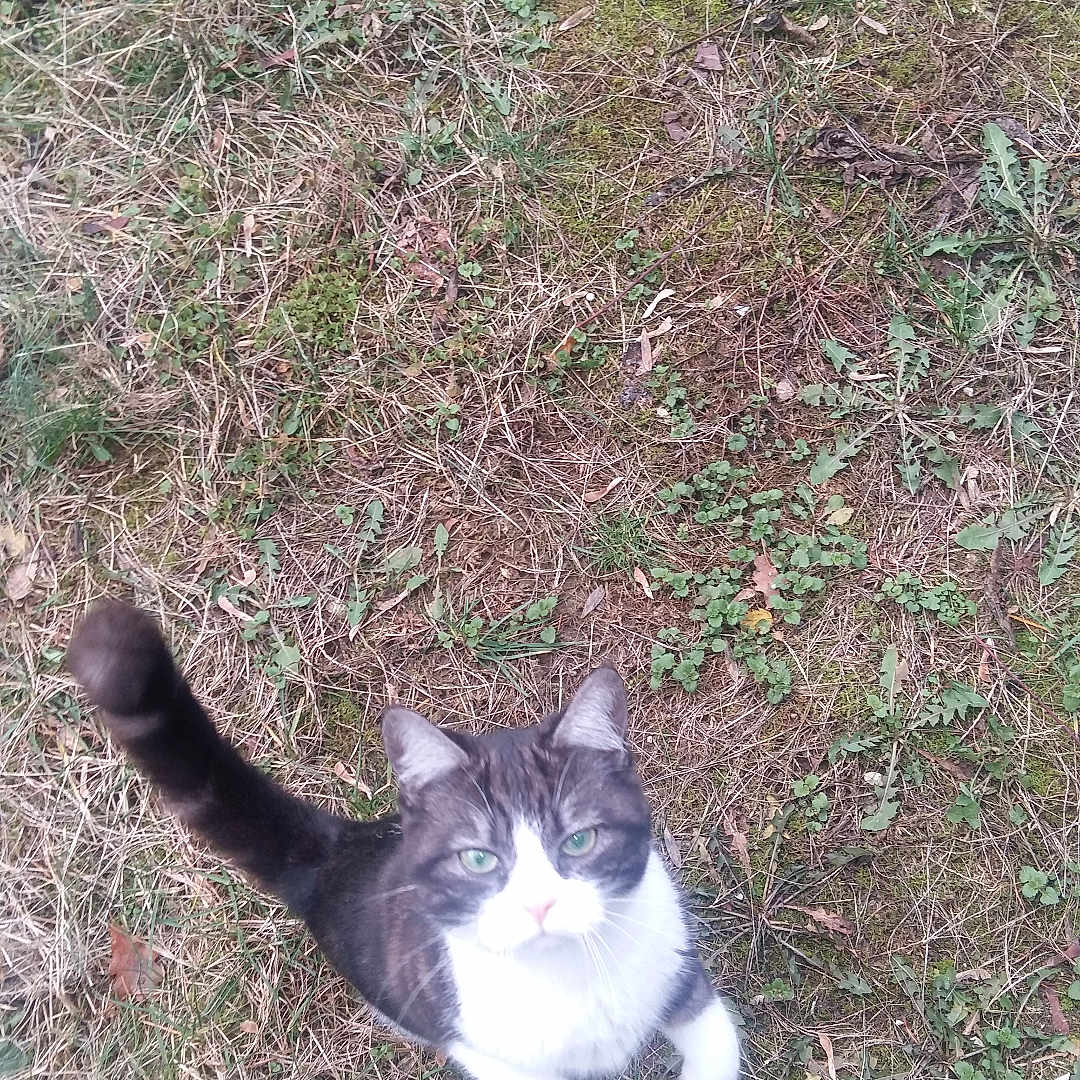Maya