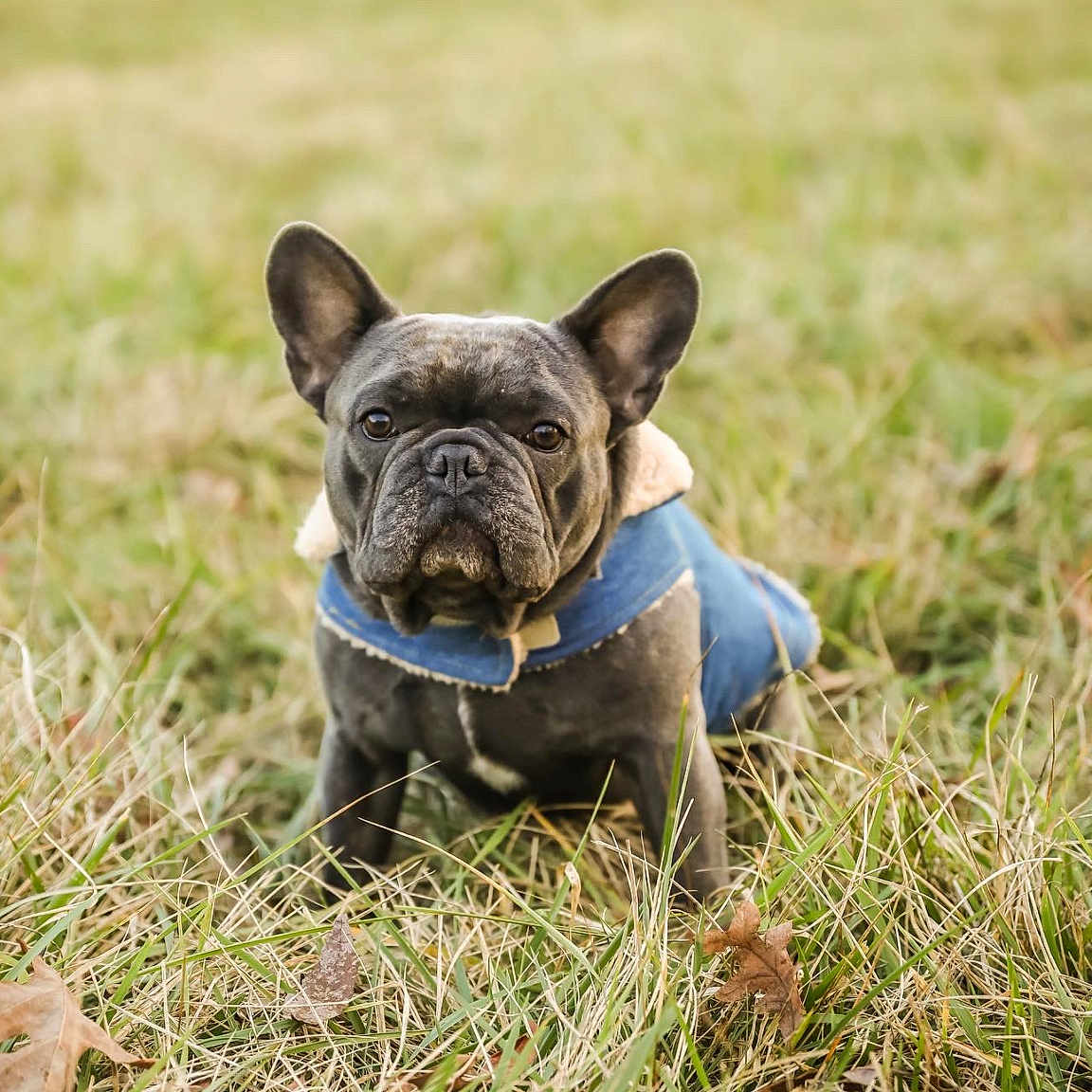 Chino is registered to the contest to win money with this photo: animal, bostonbull, boxer, bulldog, canine, dog, field, frenchbulldog, grass, grassland, nature, outdoors, pet, pitbull, plant, pug, puppy, soil