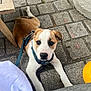 puppy, dog, brown_and_white, harness, leash, cobblestone, pavement, outdoor, pet, animal, looking_up, young_dog, curious, resting, canine, floor, bench, table, yellow_bowl, daylight