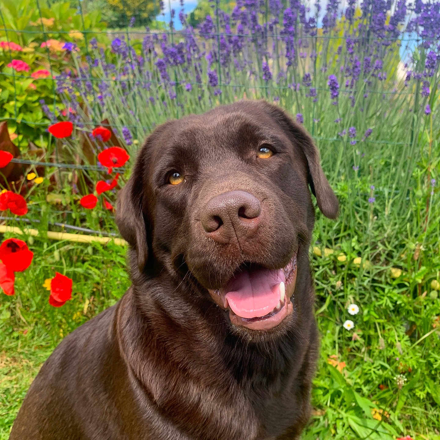 Taya a rejoint le concours — aidez-le/la à gagner de superbes lots ! animal, canine, dog, face, field, flower, geranium, grass, head, herbal, herbs, labradorretriever, person, pet, petal, photography, plant, portrait, purple, vegetation