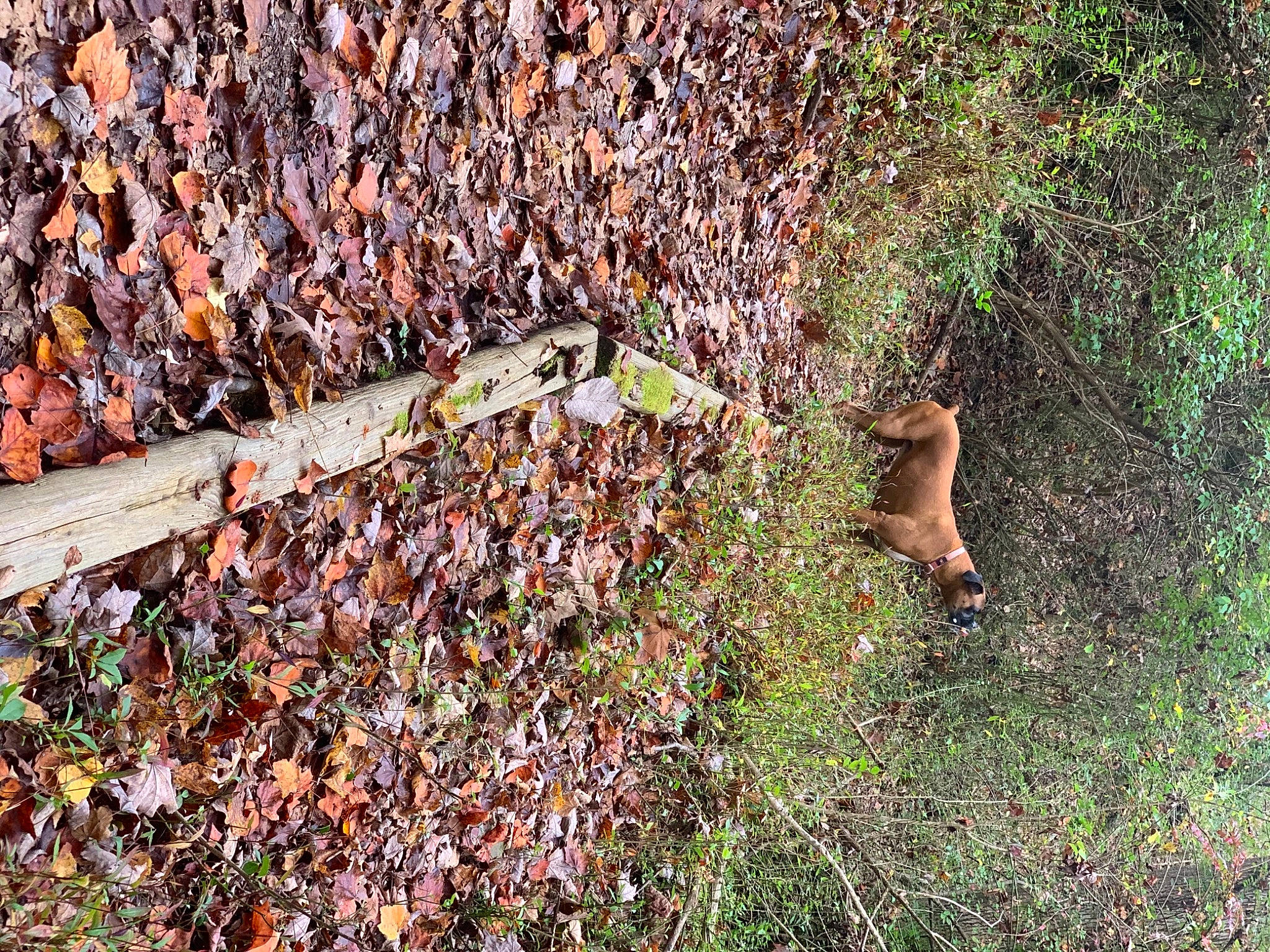 Daisy joined the competition — help win amazing prizes! adaptation, fawn, grass, grass_family, leaf, plant, soil, tree