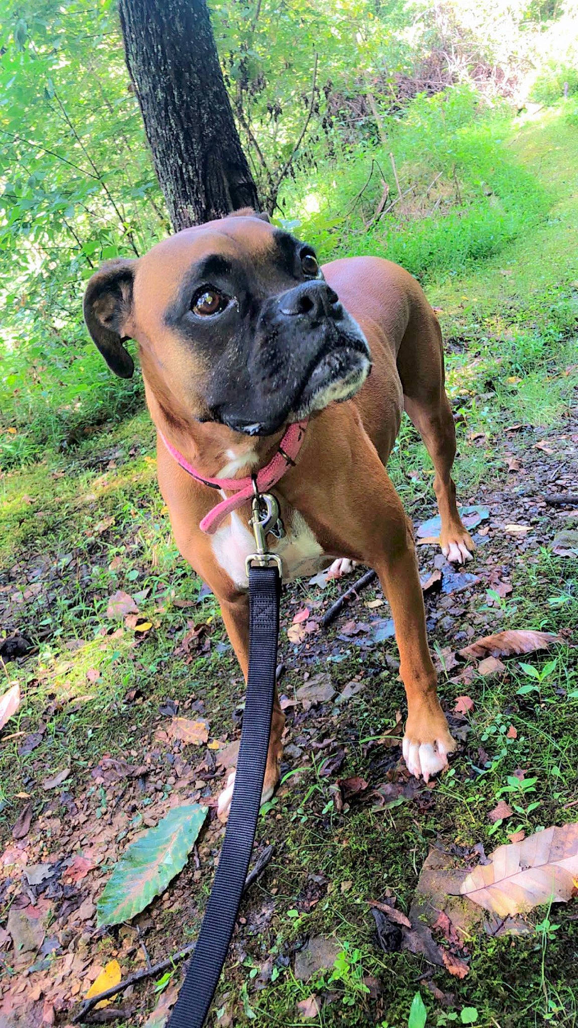 Daisy joined the competition — help win amazing prizes! adventure, black_mouth_cur, boxer, bullmastiff, canidae, carnivore, dog, dog_breed, fawn, grass, mammal, mountain_cur, snout, sporting_group, working_dog