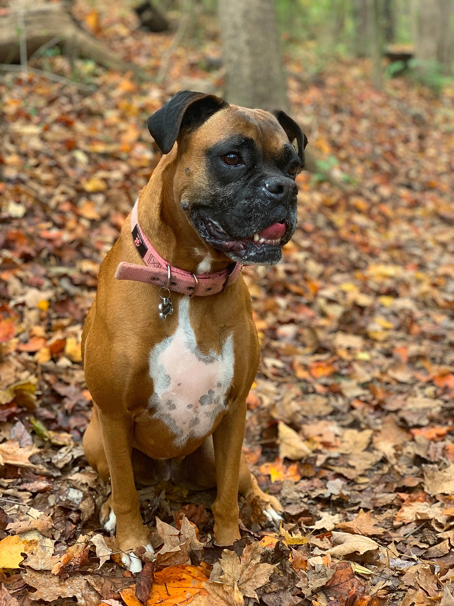 Daisy joined the competition — help win amazing prizes! boerboel, boxer, bullmastiff, canidae, carnivore, companion_dog, dog, dog_breed, fawn, mammal, molosser, old_english_bulldog, olde_english_bulldogge, rare_breed_dog, renascence_bulldogge, snout, sporting_group, valley_bulldog, vertebrate, working_dog