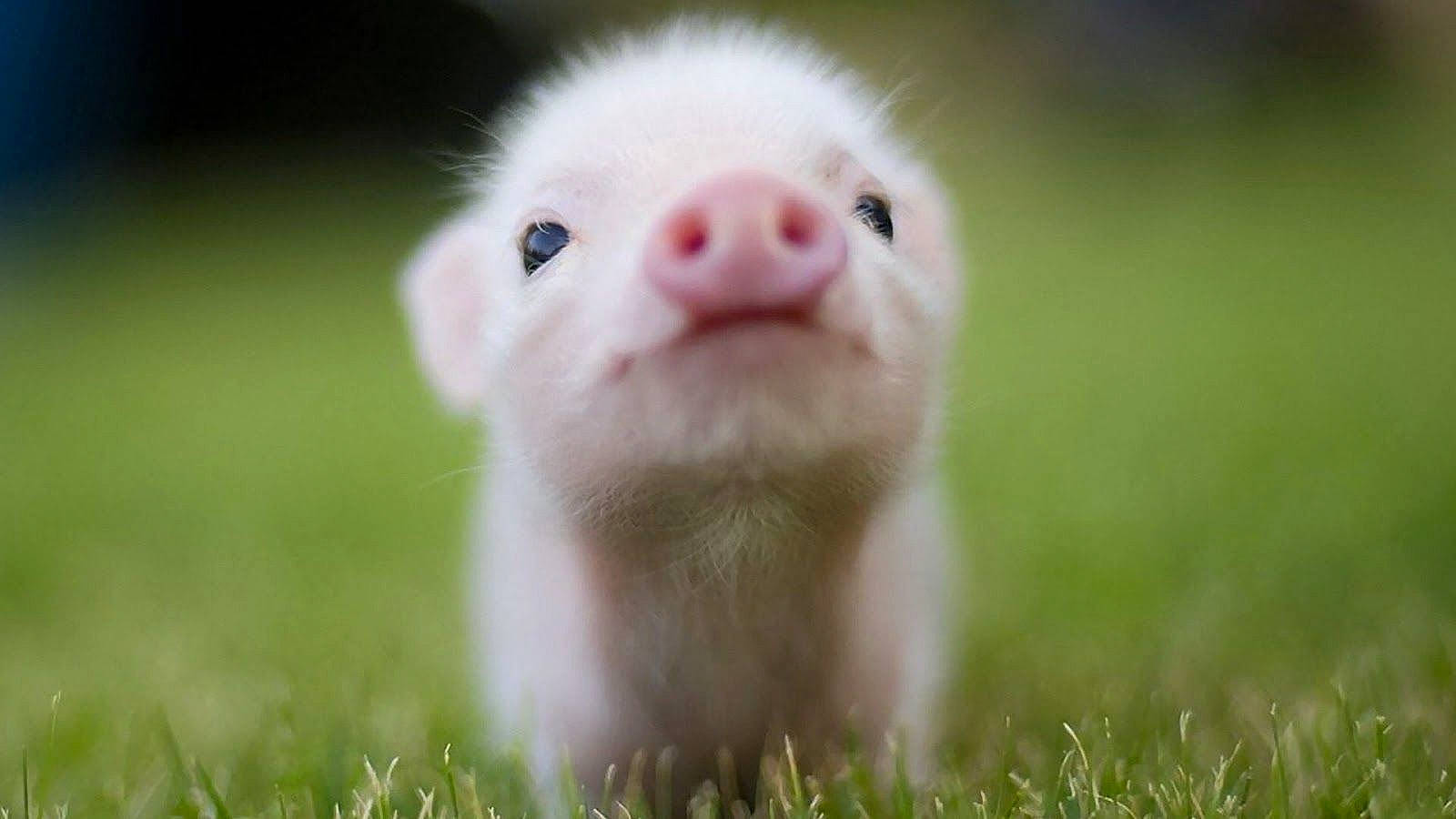 Dillon is registered to the contest to win money with this photo: close_up, domestic_pig, eye, fawn, ferret, fur, grass, livestock, nose, skin, smile, snout, suidae, whiskers