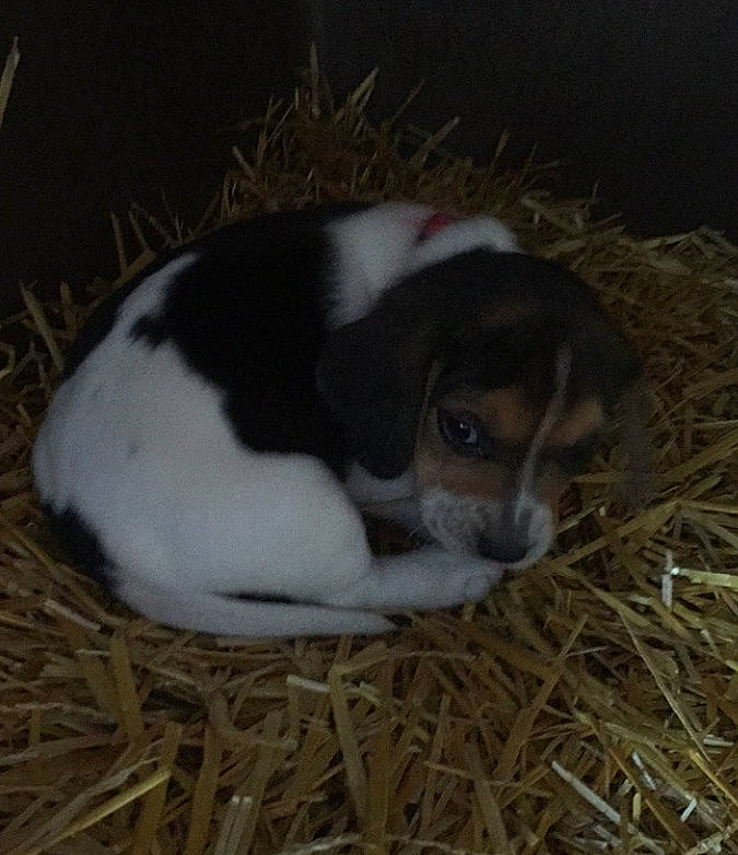 Kleo is registered to the contest to win money with this photo: american_foxhound, beagle, beaglier, canidae, carnivore, coonhound, danish_swedish_farmdog, dog, dog_breed, estonian_hound, finnish_hound, harrier, mammal, pocket_beagle, puppy, ratonero_bodeguero_andaluz, serbian_tricolour_hound, treeing_feist, treeing_walker_coonhound, vertebrate