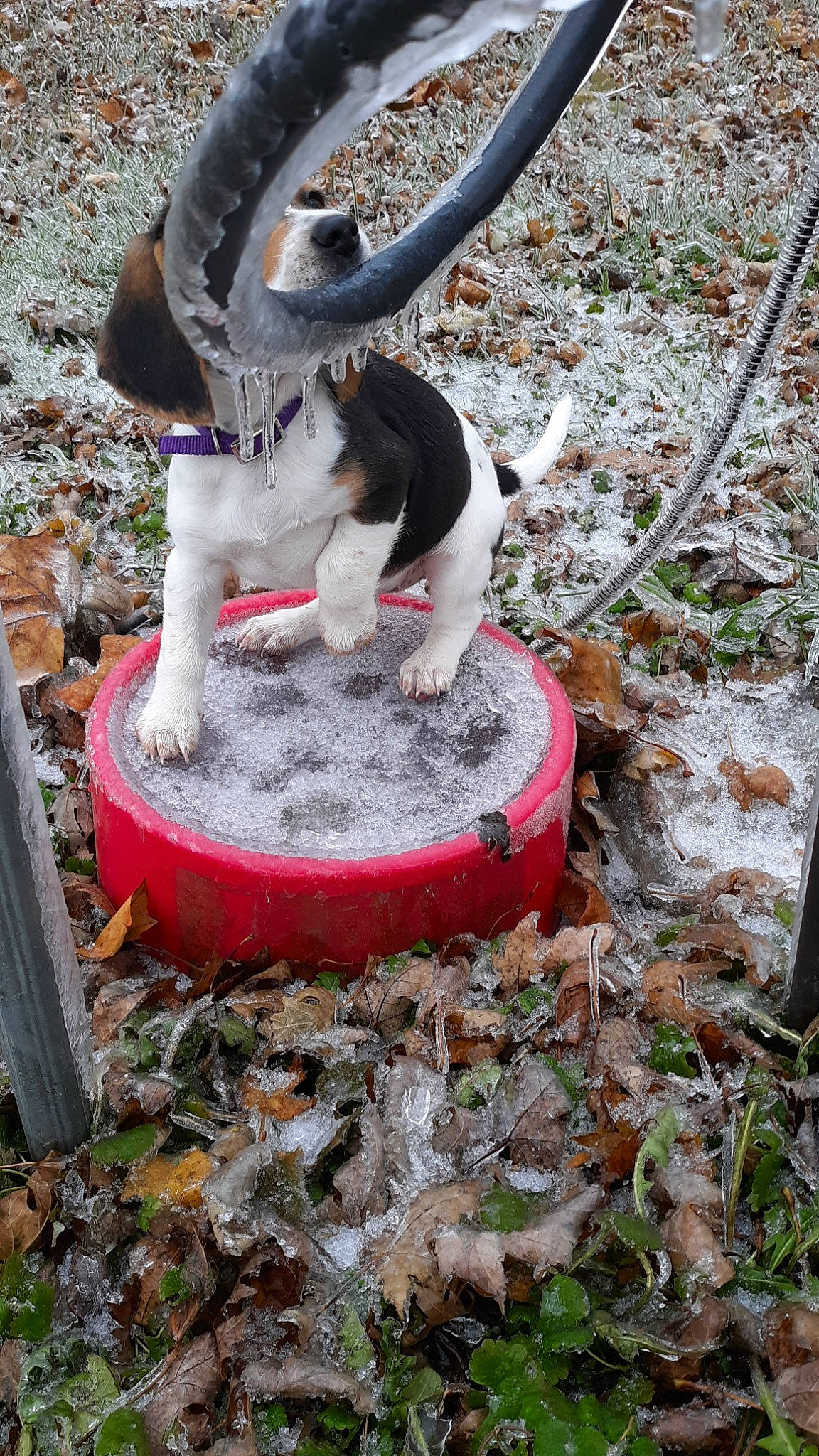 Kleo joined the competition — help win amazing prizes! canidae, carnivore, dog, sporting_group