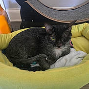 Fenriz is registered to the contest to win money with this photo: animal, black_and_white, cat, comfortable, cozy, curled_up, domestic, feline, floor, fur, household_item, indoor, looking, mischievous, one_eye, pet_bed, resting, scratching_post, soft, yellow