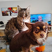 Toyo participe au concours pour gagner de l'argent avec cette photo : cat, dog, tabby_cat, chihuahua, living_room, table, television, painting, glass, orange_juice, bottle, furniture, pet, animal, indoor, curious, brown_dog, fur, eyes, home