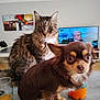 cat, dog, tabby_cat, chihuahua, living_room, table, television, painting, glass, orange_juice, bottle, furniture, pet, animal, indoor, curious, brown_dog, fur, eyes, home