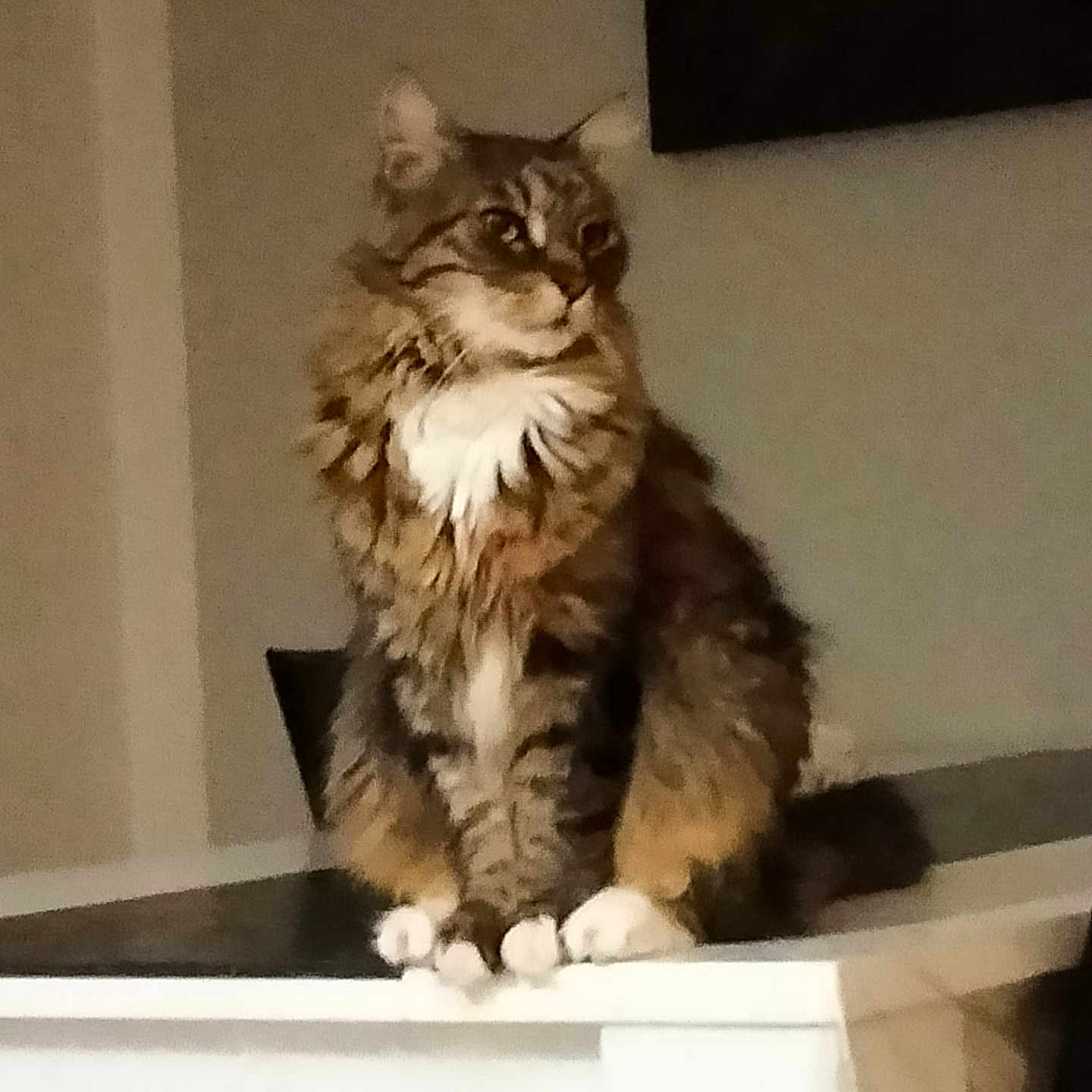 Toyo a rejoint le concours — aidez-le/la à gagner de superbes lots ! animal, cat, curious, domestic, feline, fluffy, fur, household, indoor, looking_away, mammal, pet, portrait, relaxed, sitting, tabby, table, whiskers, white_chest, white_paws