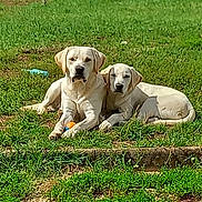Under Et After participe au concours pour gagner de l'argent avec cette photo : animal, ball, canine, companions, daytime, dog, grass, greenery, labrador_retriever, lying_down, mammal, nature, outdoor, park, pet, playing, resting, summer, sunlight, two_dogs