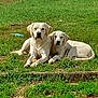 animal, ball, canine, companions, daytime, dog, grass, greenery, labrador_retriever, lying_down, mammal, nature, outdoor, park, pet, playing, resting, summer, sunlight, two_dogs