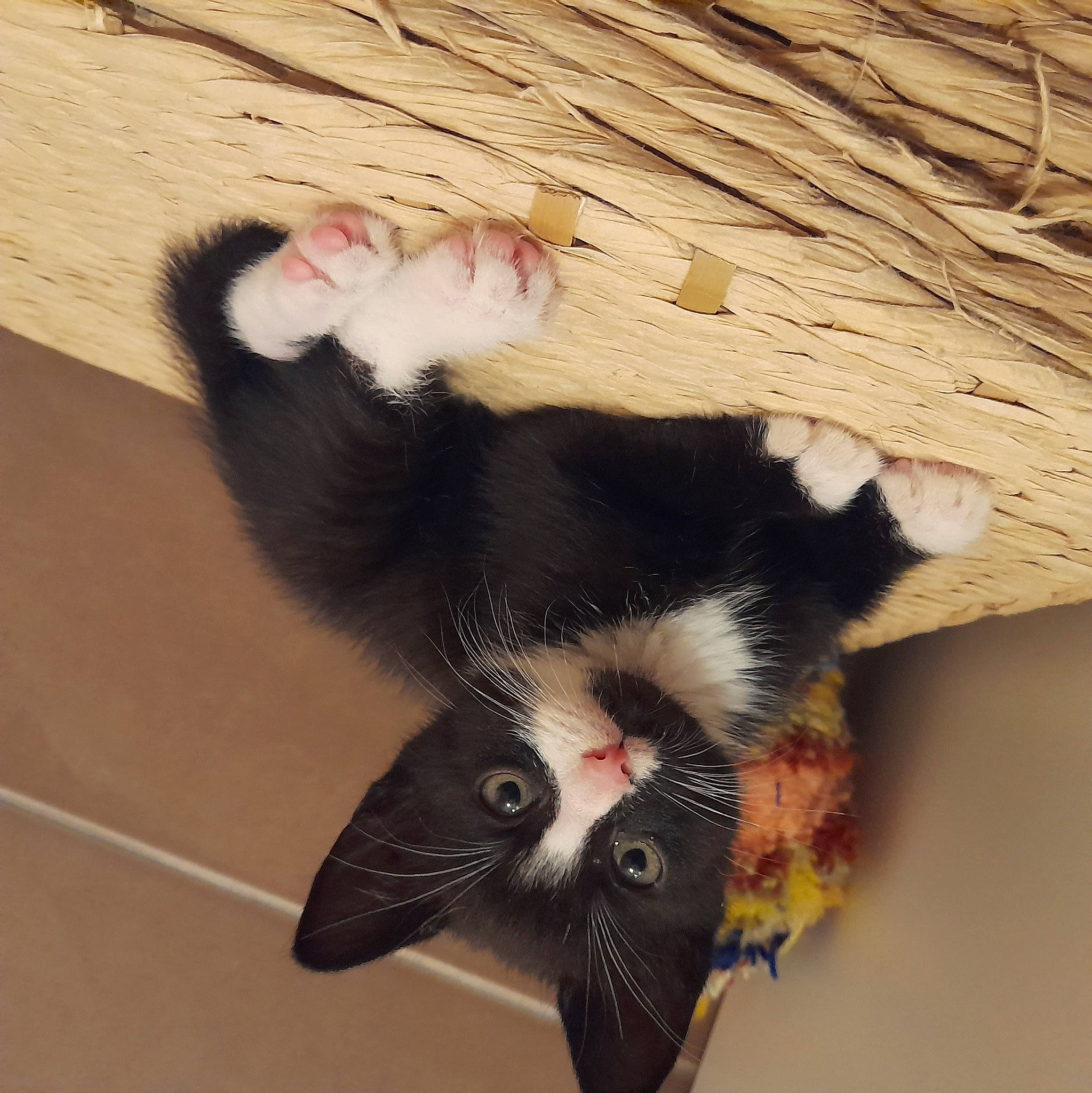 Pitchou participe au concours pour gagner de l'argent avec cette photo : carnivore, cat, claw, domestic_short_haired_cat, felidae, foot, fur, hardwood, paw, plant, small_to_medium_sized_cats, snout, tail, whiskers, wood