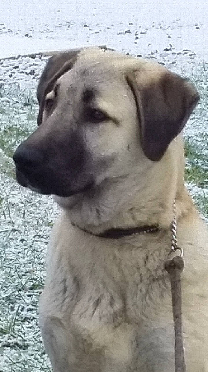 Zack a rejoint le concours — aidez-le/la à gagner de superbes lots ! carnivore, collar, companion_dog, dog, dog_breed, dog_collar, fawn, fur, monochrome_photography, non_sporting_group, pet_supply, snout, sporting_group, terrestrial_animal, whiskers, working_animal