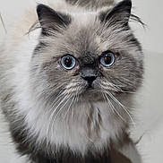 Mula is registered to the contest to win money with this photo: animal, blue_eyes, cat, closeup, curious, cute, domestic, ears, face, feline, floor, fluffy, fur, indoor, mammal, pet, portrait, small, tabby, whiskers