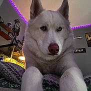 Caesar joined the competition — help win amazing prizes! dog, husky, white_dog, blue_eyes, pet, indoor, pillow, purple_led_lights, wall_decor, shelf, tank, bottle, furniture, close_up, animal, cute, house, resting, portrait, living_room