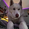 dog, husky, white_dog, blue_eyes, pet, indoor, pillow, purple_led_lights, wall_decor, shelf, tank, bottle, furniture, close_up, animal, cute, house, resting, portrait, living_room