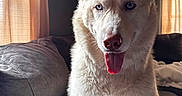 Caesar joined the competition — help win amazing prizes! animal, blue_eyes, canine, companion, couch, cozy, curtains, cute, dog, domestic, friendly, fur, husky, indoor, living_room, natural_light, pet, portrait, sitting, tongue_out