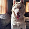 Caesar joined the competition — help win amazing prizes! dog, husky, blue_eyes, tongue_out, indoor, couch, curtains, natural_light, pet, canine, fur, animal, living_room, cozy, portrait, sitting, cute, domestic, companion, friendly
