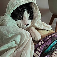 Mr Paul participe au concours pour gagner de l'argent avec cette photo : animal, bedroom, black_and_white, blanket, cat, chair, closeup, comfort, cozy, curious, cute, fabric, feline, indoor, paw, pet, resting, sheet, soft, whiskers