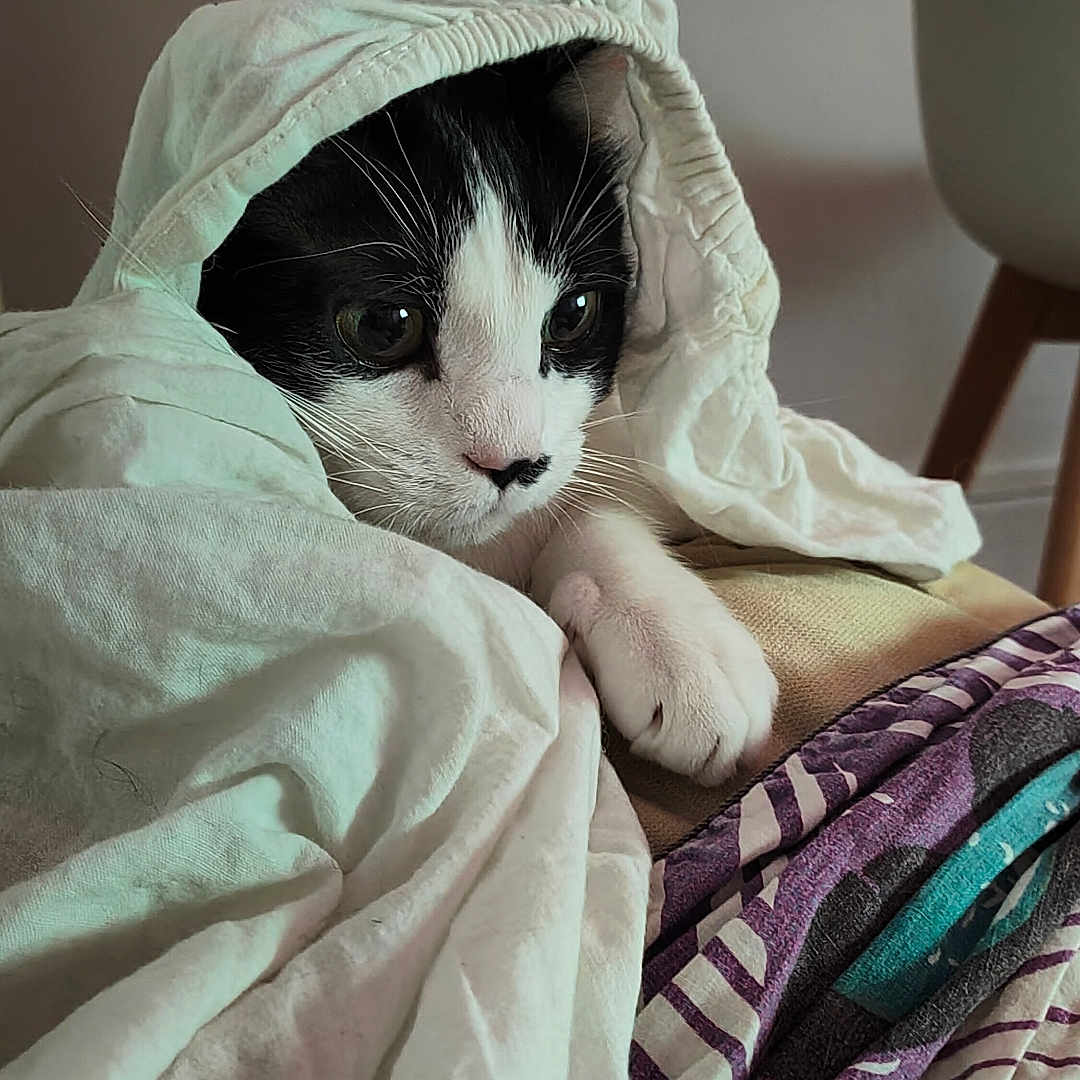 Mr Paul participe au concours pour gagner de l'argent avec cette photo : animal, bedroom, black_and_white, blanket, cat, chair, closeup, comfort, cozy, curious, cute, fabric, feline, indoor, paw, pet, resting, sheet, soft, whiskers