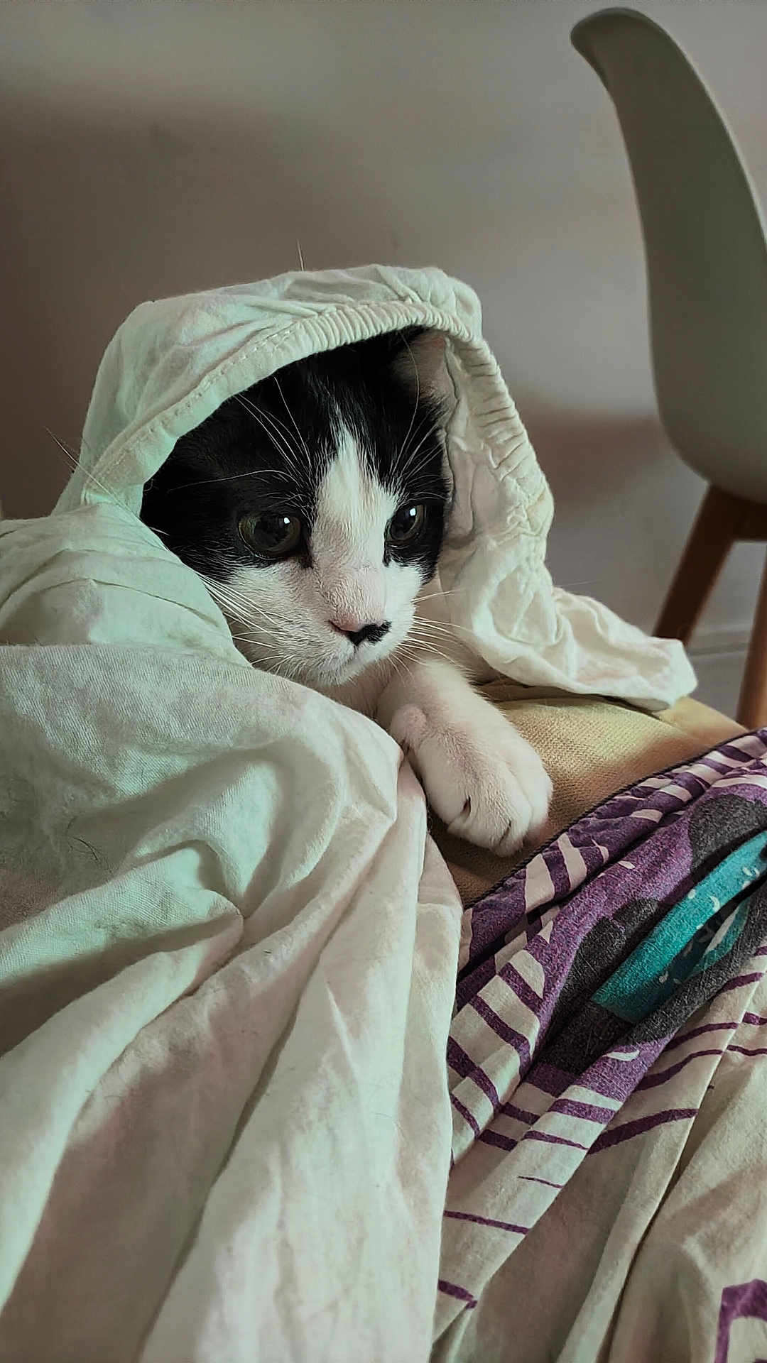 Mr Paul participe au concours pour gagner de l'argent avec cette photo : animal, bedroom, black_and_white, blanket, cat, chair, closeup, comfort, cozy, curious, cute, fabric, feline, indoor, paw, pet, resting, sheet, soft, whiskers