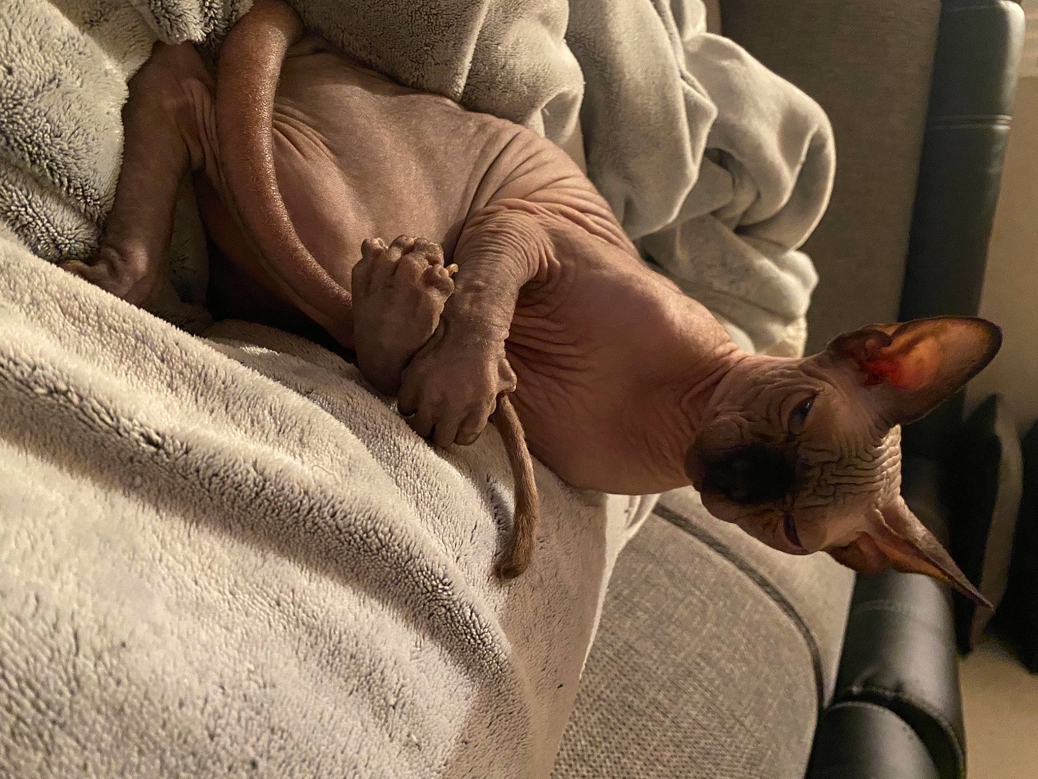 Damon a rejoint le concours — aidez-le/la à gagner de superbes lots ! abdomen, barefoot, bedding, comfort, elbow, finger, flooring, foot, gesture, human_leg, knee, linens, nail, room, skin, thigh, thumb, wood, wrinkle, wrist