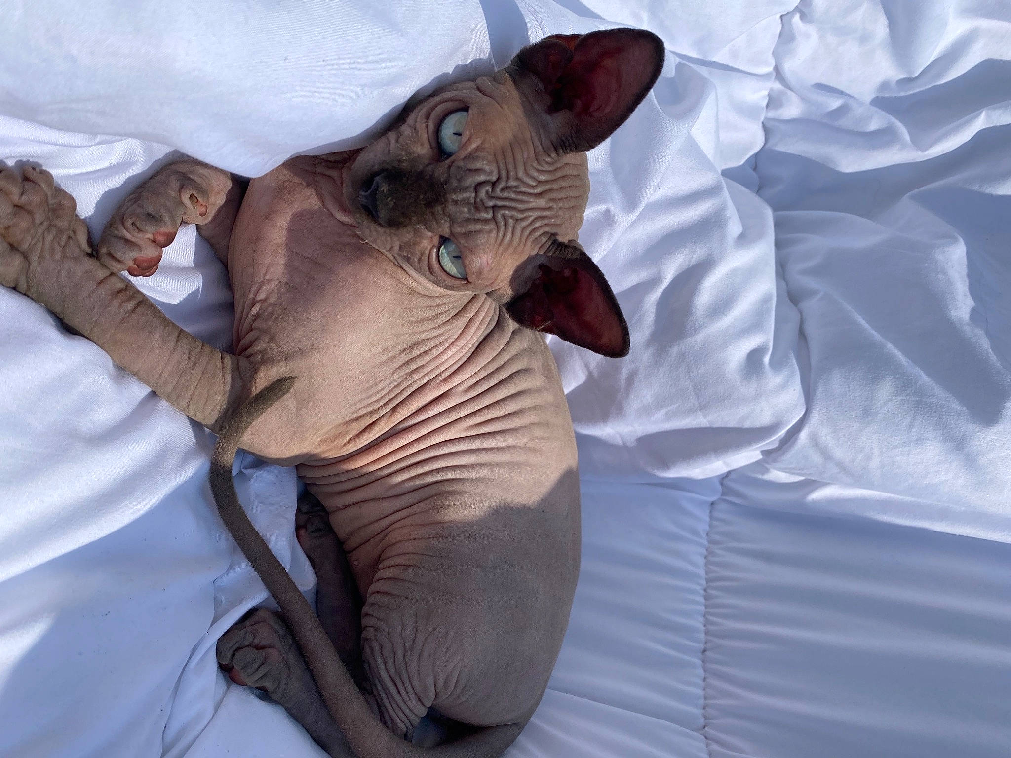 Damon participe au concours pour gagner de l'argent avec cette photo : art, carnivore, cat, comfort, elephant, elephants_and_mammoths, fang, fawn, felidae, fur, gesture, linens, paw, small_to_medium_sized_cats, snout, tail, terrestrial_animal, whiskers, working_animal, wrinkle