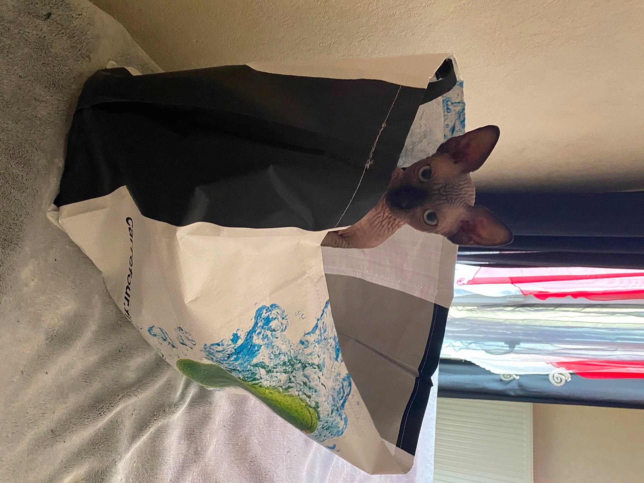 Damon participe au concours pour gagner de l'argent avec cette photo : carmine, craft, dog_breed, event, eyewear, fawn, font, linens, paper, paper_product, pattern, sleeve, sportswear, swimwear, t_shirt, top, triangle, undergarment, visual_arts, working_animal