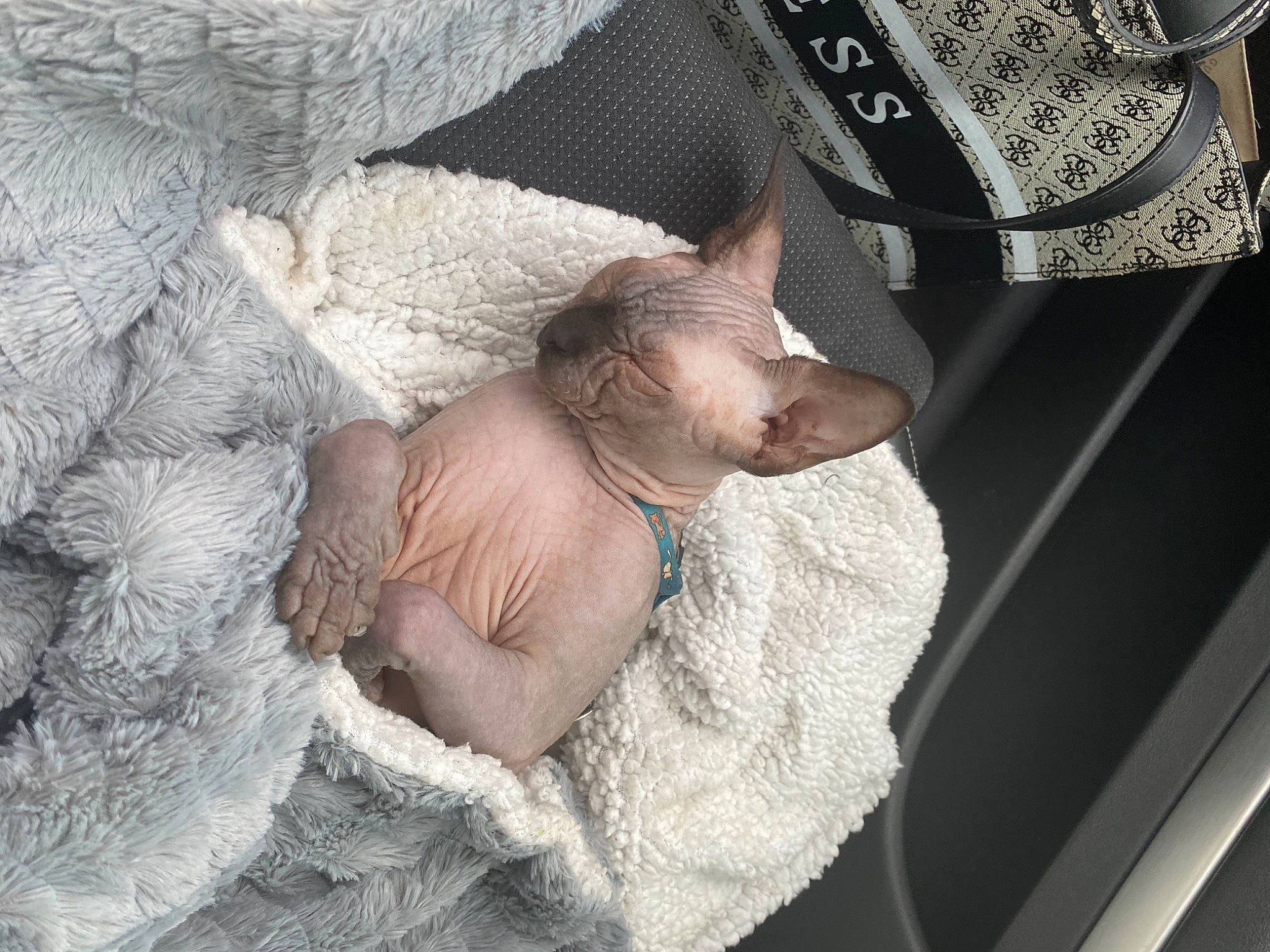 Damon participe au concours pour gagner de l'argent avec cette photo : baby, bedding, comfort, domestic_pig, ear, fashion_accessory, fawn, felidae, fur, grey, linens, livestock, nap, sleep, small_to_medium_sized_cats, suidae, toddler, whiskers, wool, wrinkle