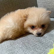 Nova is registered to the contest to win money with this photo: puppy, dog, fluffy, cute, lying_down, sofa, indoor, pet, small_dog, sleepy, closeup, soft_fur, adorable, resting, domestic_animal, furry, animal, companion, cozy, young