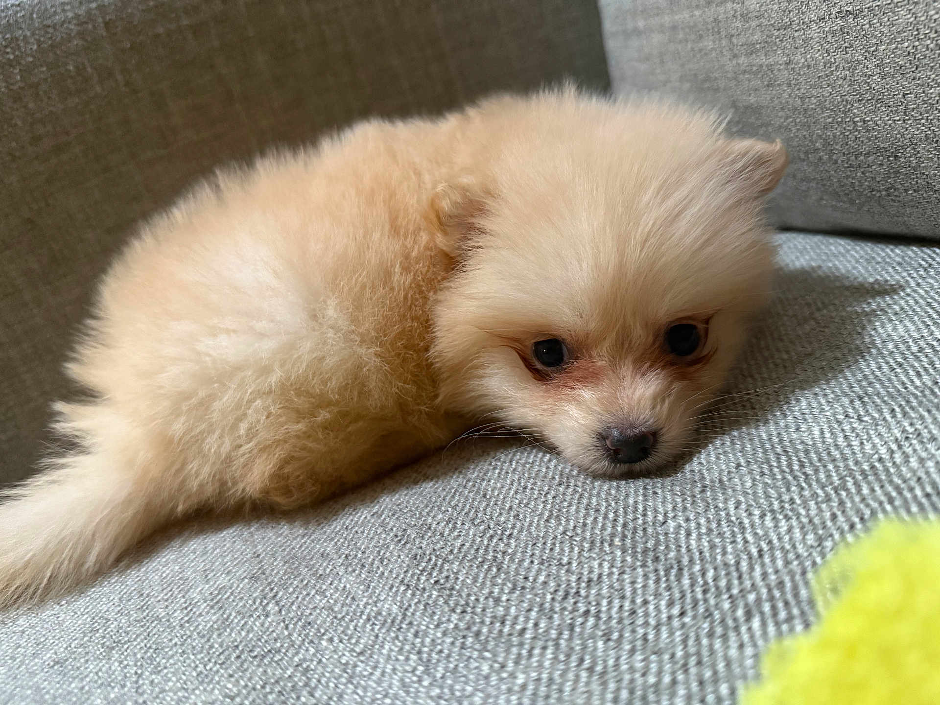 Nova
