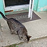 Zephyr joined the competition — help win amazing prizes! animal, cat, concrete, curious, daylight, door, doorframe, feline, green_plant, outdoor, peeling_paint, pet, rustic, sidewalk, sniffing, tabby_cat, tail, texture, urban, welcome_mat