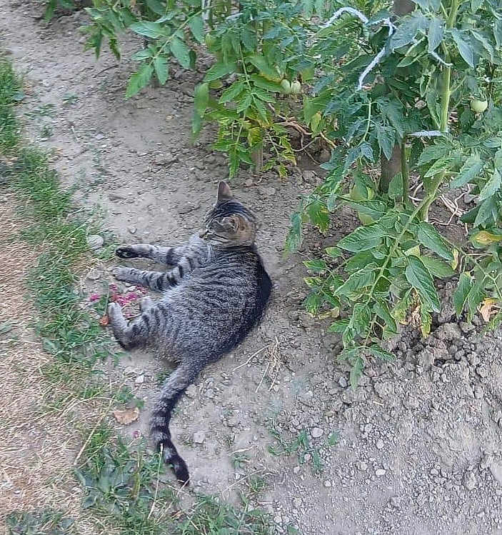 Zephyr joined the competition — help win amazing prizes! cat, tabby_cat, garden, plants, dirt, outdoor, relaxed, animal, feline, greenery, nature, pet, resting, leafy, summer, sunlight, wildlife, mammal, flora, ground