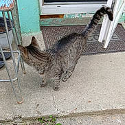 Zephyr joined the competition — help win amazing prizes! animal, cat, concrete, curious, daylight, door, feline, green_wall, metal_stool, outdoor, peeling_paint, pet, plastic_chair, porch, side_view, striped_fur, tabby_cat, tail_up, urban, welcome_mat