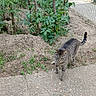 Zephyr is registered to the contest to win money with this photo: animal, cat, concrete, curious, daylight, fence, garden, greenery, mammal, nature, outdoor, pet, plants, side_view, small_plants, soil, tabby_cat, tail, walking, wooden_stakes